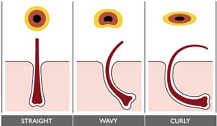 Estructura interna del cabello lisótrico 