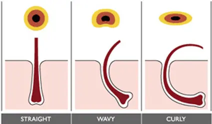 Estructura interna del cabello lisótrico 